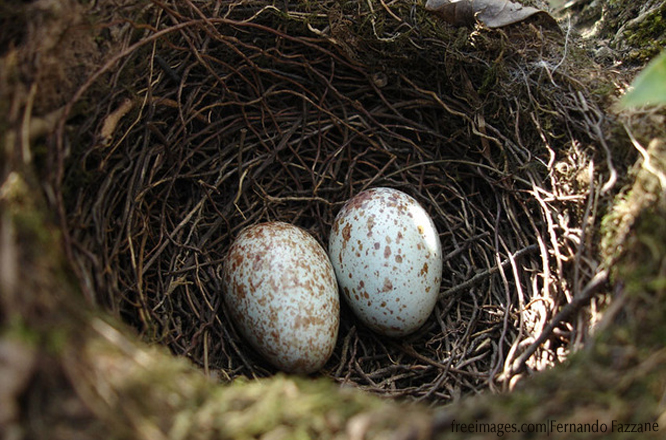 New Eggs in nest