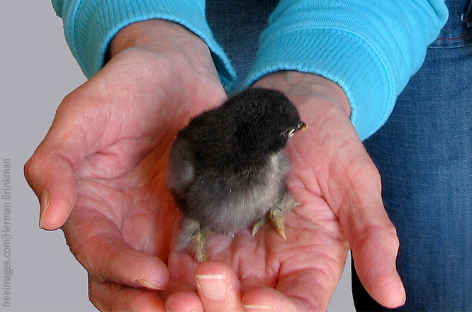 New Eggs in nest